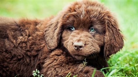 1366x768 Resolution Long Coated Brown Puppy Animals Newfoundland