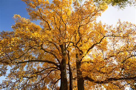 Yellow Leaved Trees Stock Photo Download Image Now Istock