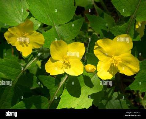 Yellow Late Spring Flowers Of The Hardy Perennial Woodland Garden Plant