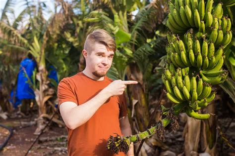 Organic Banana Farming How To Grow Chemical Free Bananas