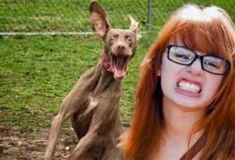 42 Most Epic Dog Photobombs On Pinterest Dogtime Funny Animals
