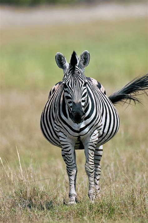 Pregnant Zebra Photograph By Dr P Marazziscience Photo Library Fine