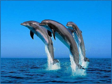 3d Dolphin Screensaver Free Download Treealliance
