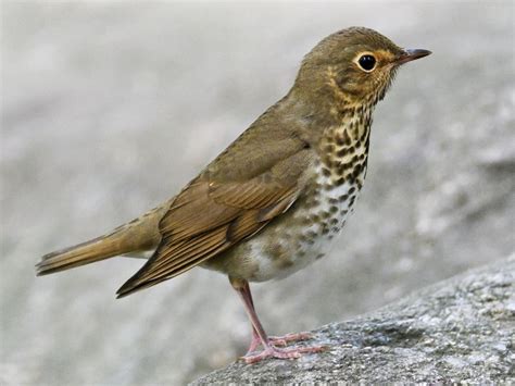 Bird Bio Hermit Thrush — The Wood Thrush Shop