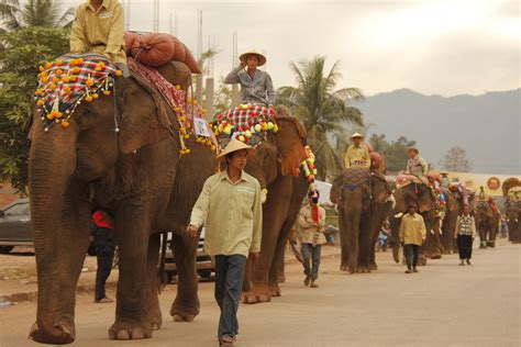elephant-festival-•-explore-laos