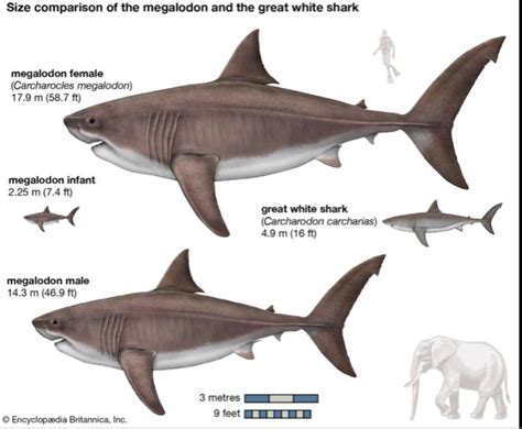 The Megalodon Was The Biggest Shark To Ever Exist Growing Up To 60 Feet