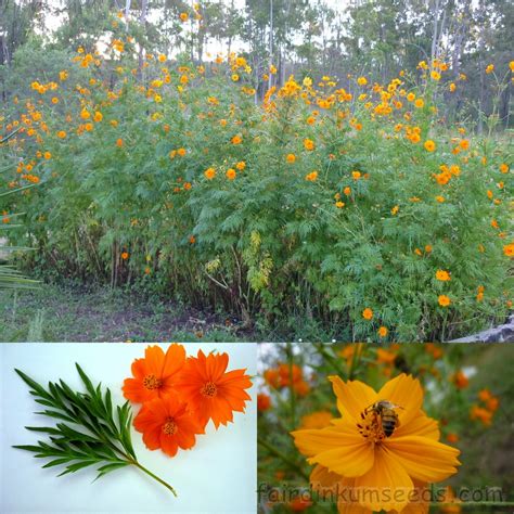 Cosmos Sulphureus Orange Flower Seeds Fair Dinkum Seeds