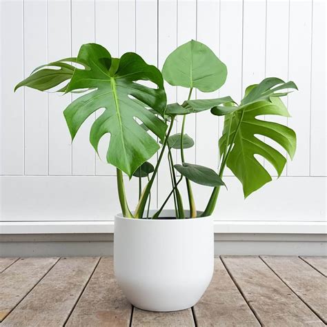 11 Tropical House Plants For Your Home