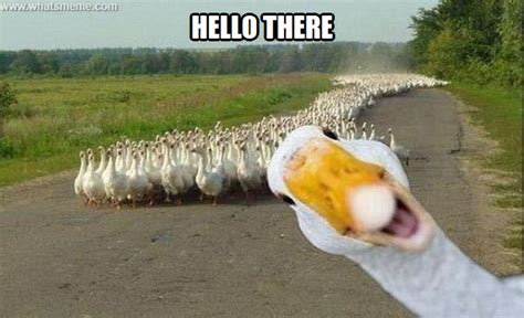 Goose Goose Duck Memes Lokasintrends