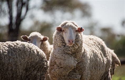 Image Of Merino Sheep Looking Towards The Camera On Sheep Farm