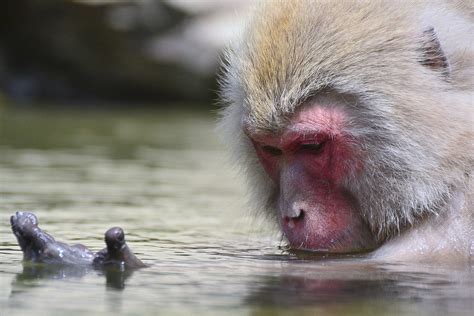 Japans Snow Monkeys And How To Visit Them Travel For