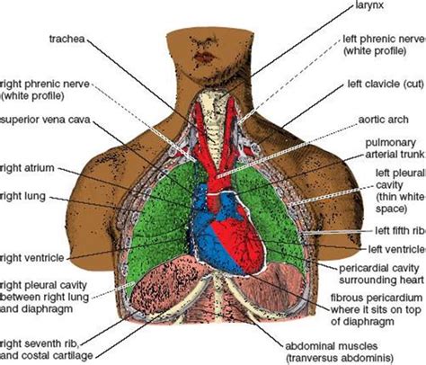 Breathing Anatomy Of Hatha Yoga A Manual For Students Teachers And