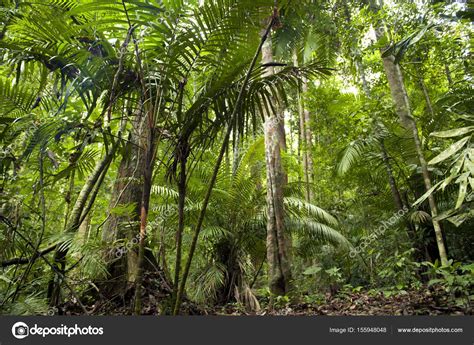 Tropical Green Forest Landscape Stock Photo By ©szefei 155948048