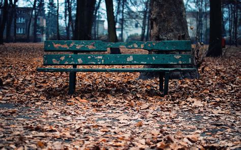 Wallpaper Forest Fall Leaves Nature Wood Bench Tree Autumn