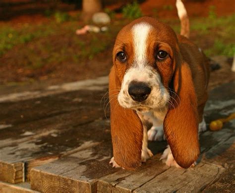 Check spelling or type a new query. Oh sweet little love ;) basset hound puppy | Baby basset hound, Hound puppies, Basset hound puppy