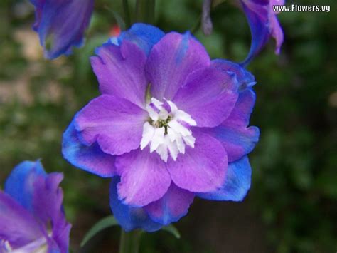 A blue flower signifies trust, wisdom, loyalty, piety, sincerity and truth. Wedding Flowers | Flower for Respect: Purple Delphinium