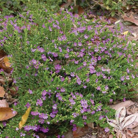 Mexican Heather Plants For Texas