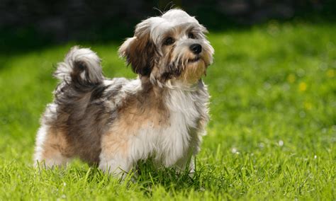 Havanese Dog Breed Details Cost Origin Facts Images And More News Bugz
