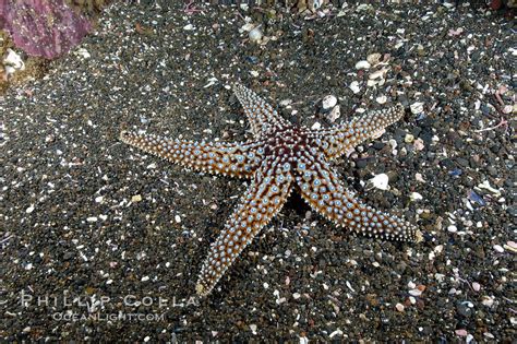 A Starfish Sea Star On The Sandy Bottom Pisaster Giganteus Santa