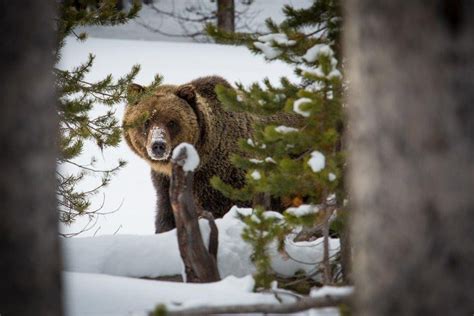 Yellowstone Reports First Grizzly Bear Sighting Of The Year Is It