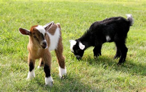 Raising Goats A Comprehensive Starter Guide Critter Ridge
