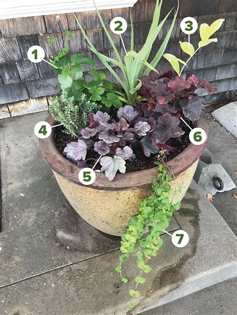 Part Sun Part Shade Perennial Container Planting Recipe