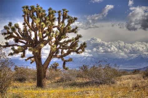 The Mojave Deserts Bizarre Tree The Joshua Tree Is Not Re Flickr