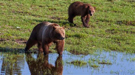 Grizzly Bear The Matriarch Jackson Hole Wildlife Safaris