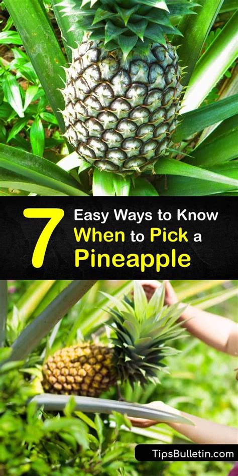 7 Easy Ways To Know When To Pick A Pineapple Pineapple Plant Care
