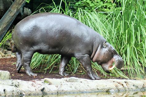 Felix Pygmy Hippopotamus Hexaprotodon Liberiensis Zoochat