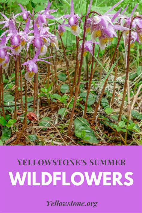 Experience The Peak Wildflower Season In Yellowstone Yellowstone