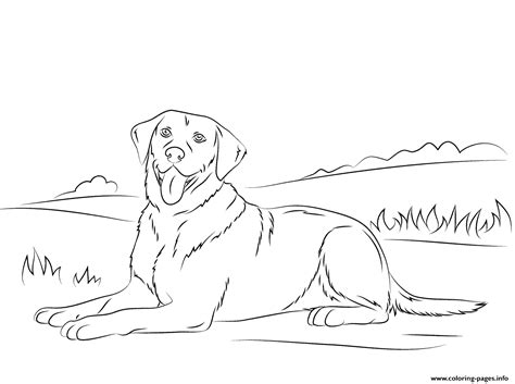 Coloring pages for grown ups. Labrador Retriever Cute Dog Coloring Pages Printable