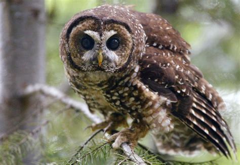 A Long Term Plan Feds Killing Barred Owls To Try To Save