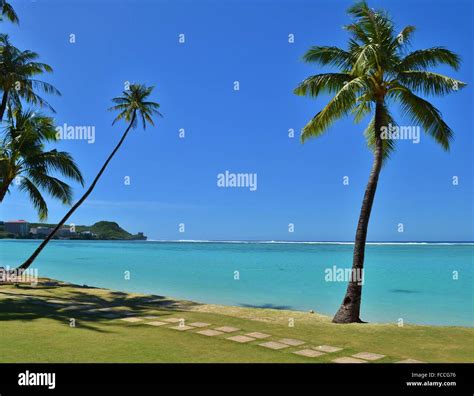 Palm Tree On The Tropical Pacific Island Of Guam Stock Photo Alamy