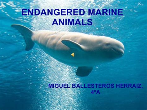 Endangered Marine Animals