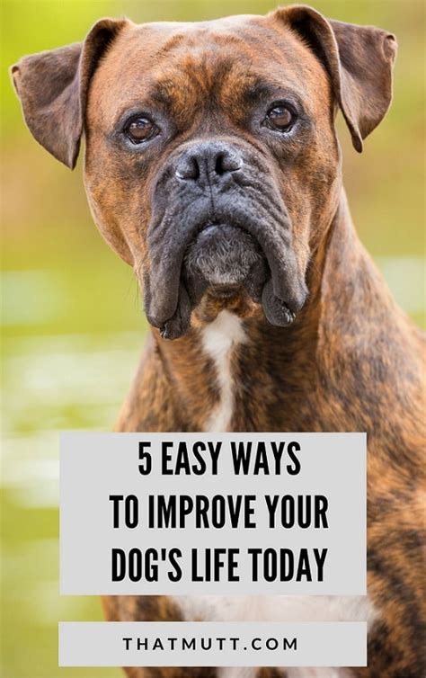 5 Easy Ways To Improve Your Dogs Life Today