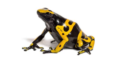 Poison Dart Frog Animal Facts Az Animals