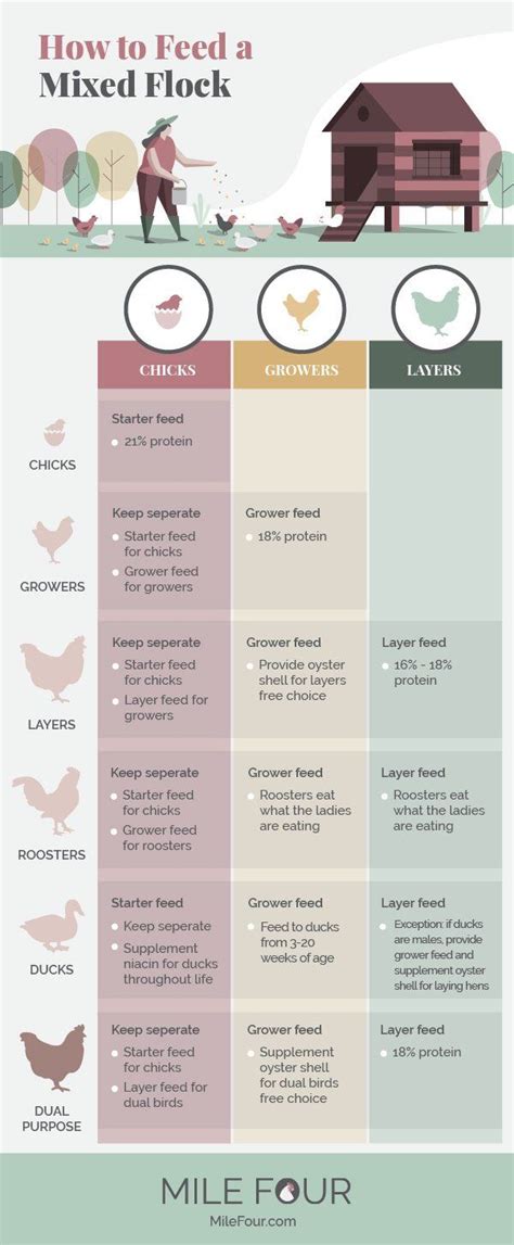 Chicken Feed Ultimate Guide Best Chicken Feed Costs Free Ebook