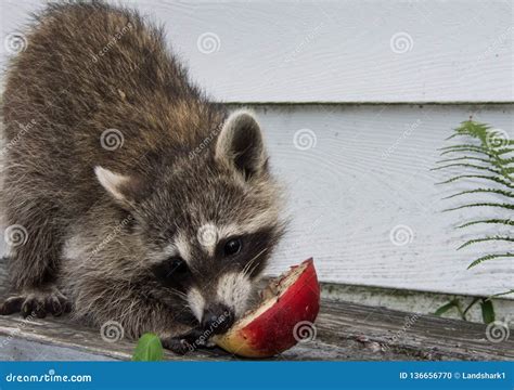 A Baby Raccoon Eating Half Of A Ripe Peach Stock Photo Image Of