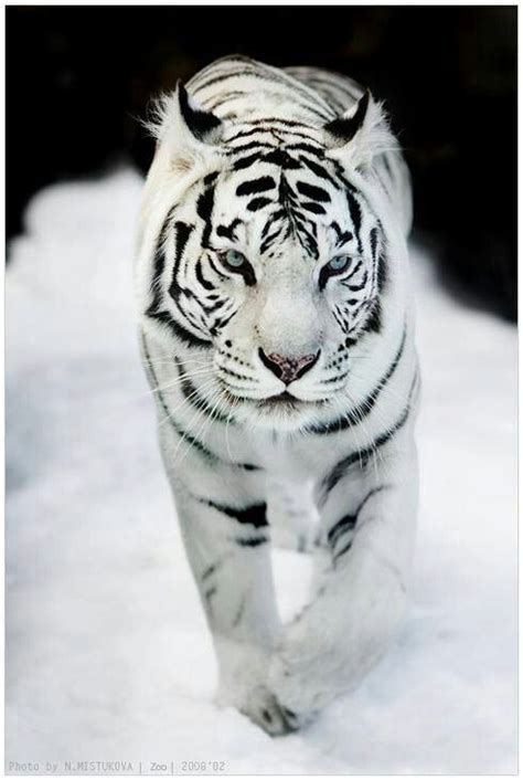 White Tigers With Blue Eyes Wallpaper