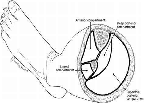 Cross Sectional Anatomy Of The Mid Portion Of The Left Lower Leg