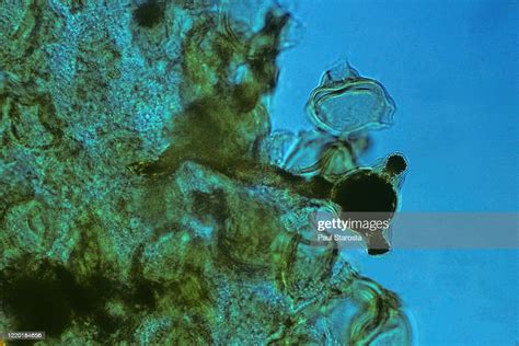 Germination Of A Pollen Grain On The Stigma High Res Stock Photo