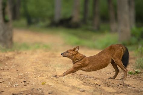 10 Things You Need To Know About Dholes Nature Infocus