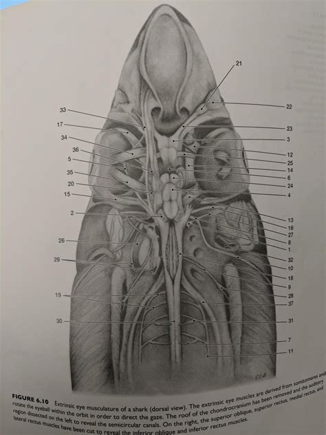 Shark Brain And Nervous System 1 Diagram Quizlet