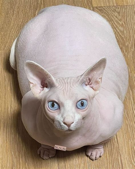Picture Of An Obese Sphynx Cat Looks Like A Plush Toy Freethinking