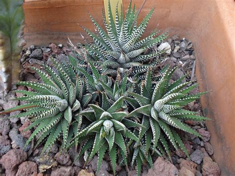 Cactus Y Suculentas Haworthia Fasciata