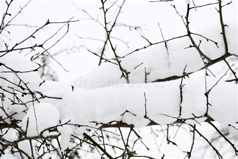 Tree Branches Covered With Snow In The Winter Garden Stock Image
