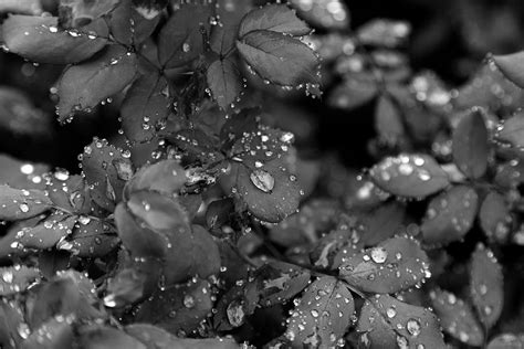 Water Drops On Rose Photograph By Christopher Mcphail Fine Art America