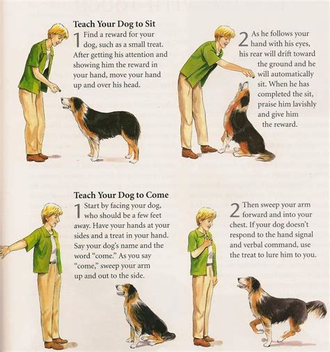 Learn Secrets To Dog Training Hand Signs For Dogs Take A Look At
