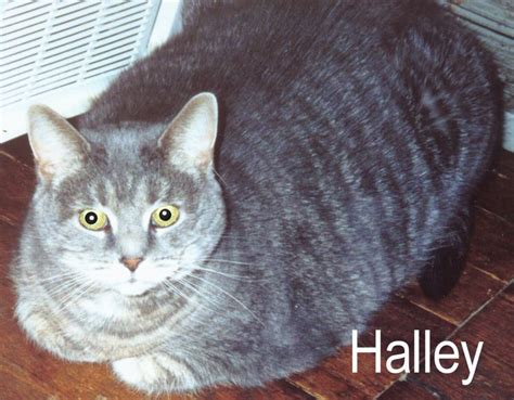 Halley Our Favorite Meatloaf Cat Crazy Cats Cats Cat House